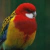 A closeup of an Eastern Rosella