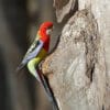 A wild Eastern Rosella perches at a nest cavity