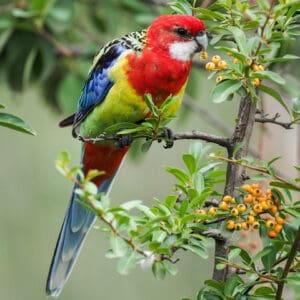 A Wild Eastern Rosella perches on a twig