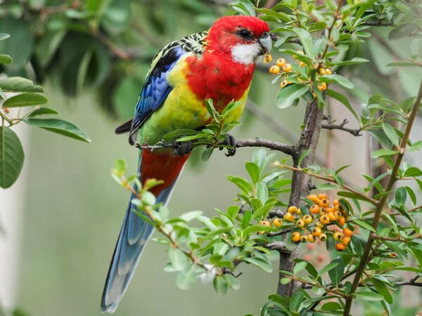 A Wild Eastern Rosella perches on a twig