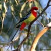 A wild Eastern Rosella perches on a branch