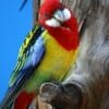 A wild Eastern Rosella perches on a branch