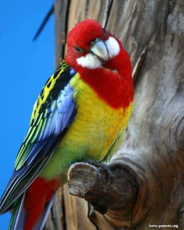 A wild Eastern Rosella perches on a branch