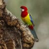 A wild Eastern Rosella clings to a tree trunk