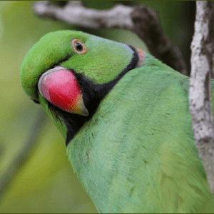 A wild male Echo Parakeet closeup