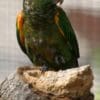 A companion Fiery-shouldered Conure perches on a stand