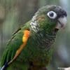 A closeup of a companion Fiery-shouldered Conure