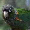 A closeup of a companion Fiery-shouldered Conure