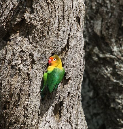 Leading Fischer’s Lovebird Research