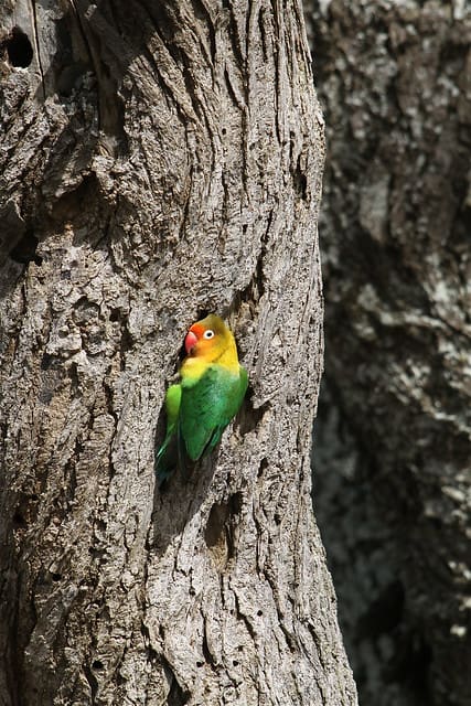 Leading Fischer’s Lovebird Research