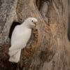 A wild Goffin's Cockatoo perches at a tree cavity