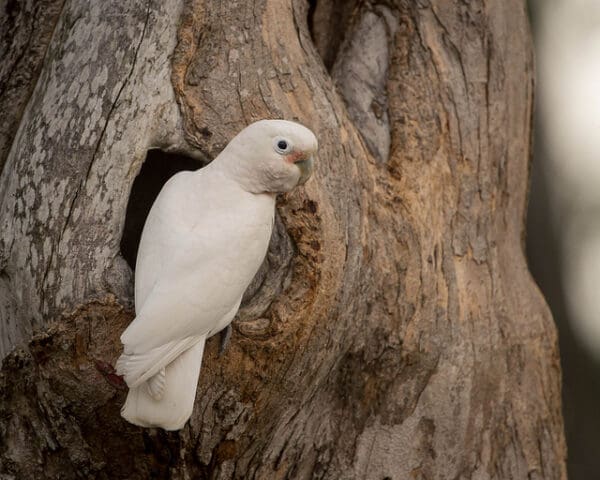 A wild Goffin's Cockatoo perches at a tree cavity