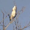 A wild Goffin's Cockatoo perches in a tree