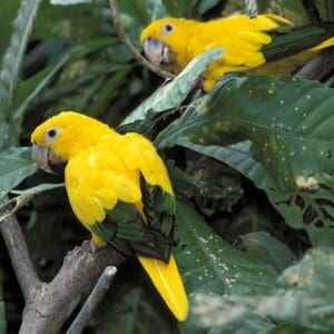 Wild Golden Conures perch in a tree