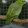 A companion Golden-mantled Racquet-tailed Parrot perches in an enclosure