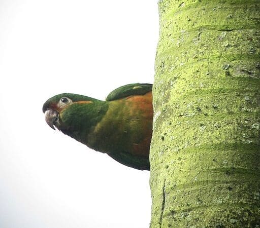 Golden-plumed Conure Conservation