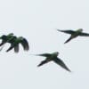 Wild Golden-plumed Conures fly in a small flock