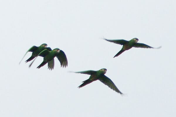 Wild Golden-plumed Conures fly in a small flock