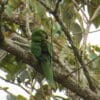 A wild Golden-plumed Conure preens itself