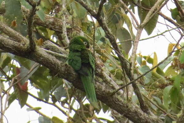 A wild Golden-plumed Conure preens itself