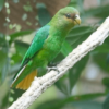 A wild Golden-winged Parrotlet perches on a branch