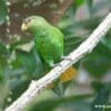 A wild Golden-winged Parrotlet perches on a branch