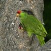 A feral Green-cheeked Amazon perches near a cavity, California, USA