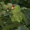 A feral Green-cheeked Amazon perches in a tree, California, USA