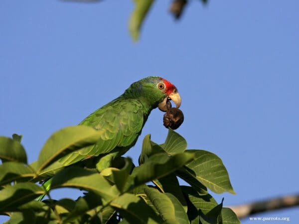 A feral Green-cheeked Amazon feeds in a tree, California, USA