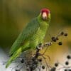 A wild Green-cheeked Amazon perches atop a bush