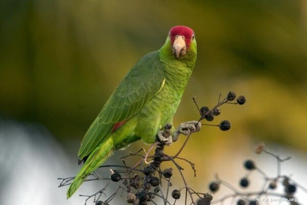 A wild Green-cheeked Amazon perches atop a bush