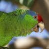 A feral Green-cheeked Amazon perches in a tree, California, USA