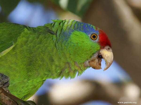 A feral Green-cheeked Amazon perches in a tree, California, USA