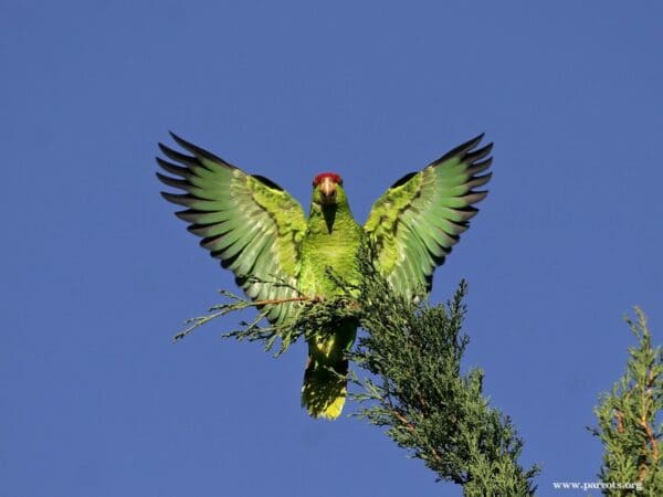 A feral Green-cheeked Amazon flaps its wings, California, USA