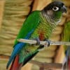 A companion Green-cheeked Conure perches on a branch