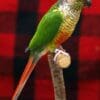 A companion Green-cheeked Conure perches on a stand