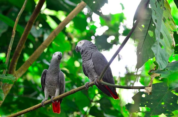 Grey Parrots: Conservation Fieldwork