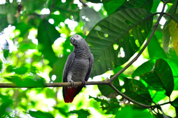 Grey Parrots: Protection, Advocacy and Education