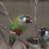 Grey-breasted Conures perch in an enclosure at Paradise Park UK