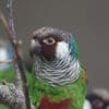 Grey-breasted Conures perch in an enclosure at Paradise Park UK