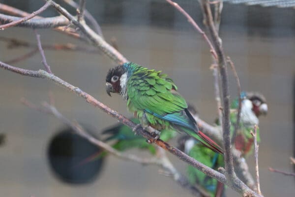 Grey-breasted Conures perch in an enclosure at Paradise Park UK