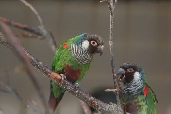 Grey-breasted Conures perch in an enclosure at Paradise Park UK