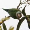 A wild Grey-cheeked Parakeet feeds on seed pods