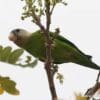 Wild Grey-cheeked Parakeet perches on a branch