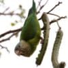 A wild Grey-cheeked Parakeet feeds on seed pods