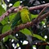 Wild Grey-cheeked Parakeets preen each other