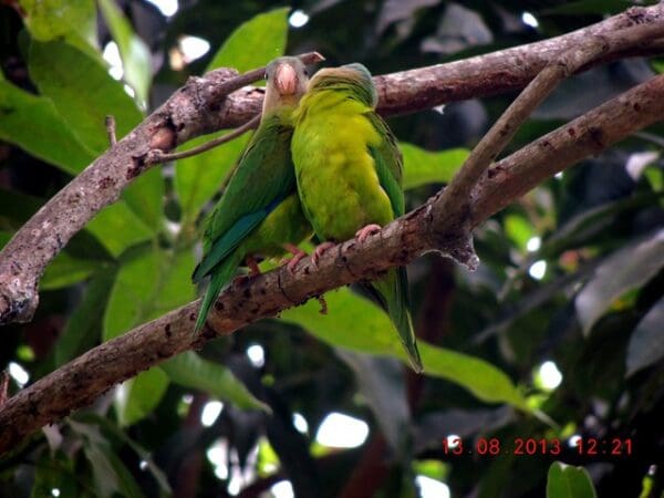 Wild Grey-cheeked Parakeets preen each other