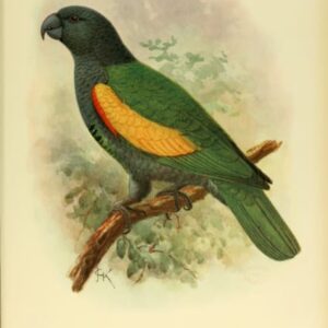 An illustration depicts an extinct Guadeloupe Amazon