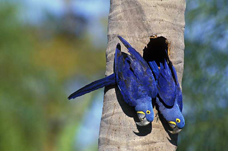 Hyacinth Macaw Conservation