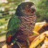 A Imperial Amazon perches in a government aviary